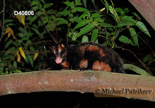 Big-eared opossum (Didelphis aurita)